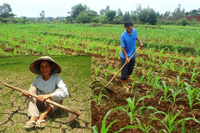 Quảng Nam: chuyển đổi cây trồng thích ứng với biến đổi khí hậu (25/11/2020)